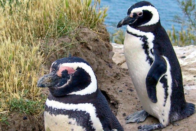 Magellanic penguins in Argentina