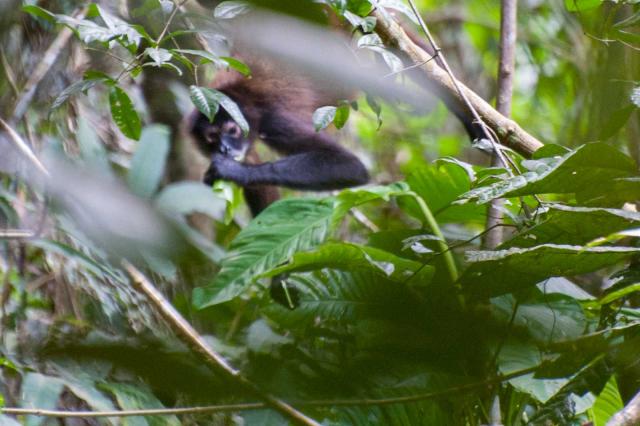 Black-headed spider monkey on Barro Colorado