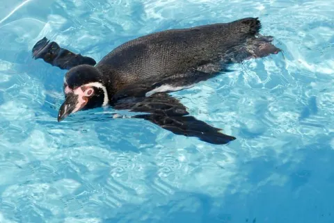 Humboldtpinguin (Mit freundlicher Genehmigung des Kölner Zoos)