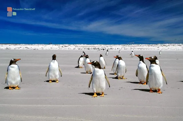 Eselspinguine am Volunteer Point, Ostfalkland