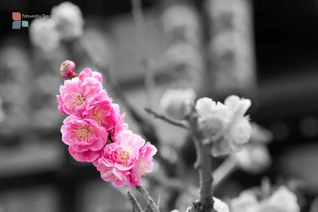 Cherry blossom in Kyoto, Japan