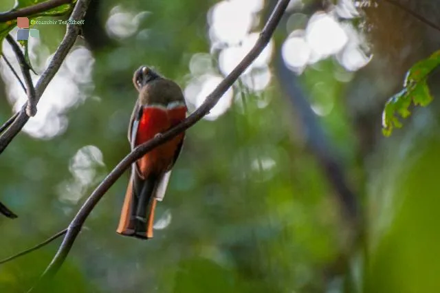 Bar-tailed trogon in the Boquete jungle, Panama