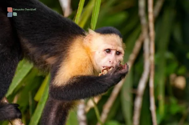 Panamanian white-faced capuchin on the Panama Canal