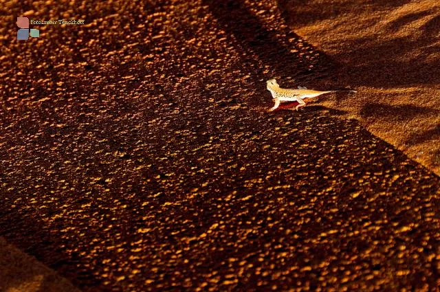 Lizard in the Namib Desert