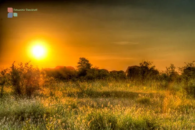 Herd of elephants at sunset