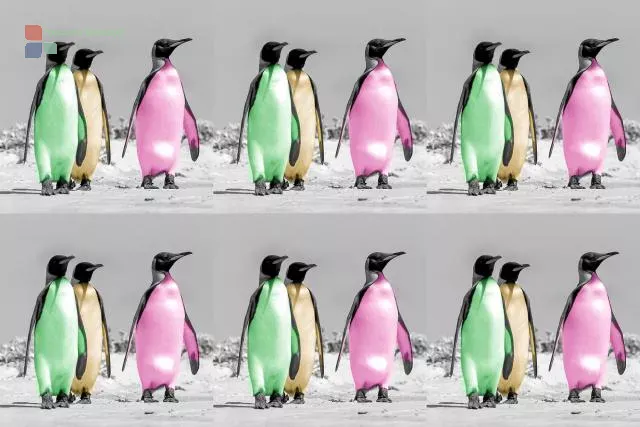 Warhol penguins as non-fungible token (NFT)