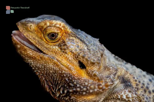 Lizard in the butterfly house of Sayn Castle