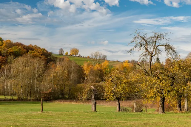 Fruit trees in the Hanfcreek valley