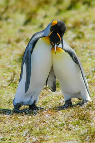 Königspinguin am Volunteerpoint, Ostinsel der Falklands