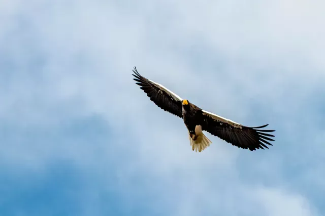 Riesenseeadler auf Hokkaido in Japan