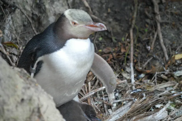 Gelbaugenpinguine in Omaru, Neuseeland