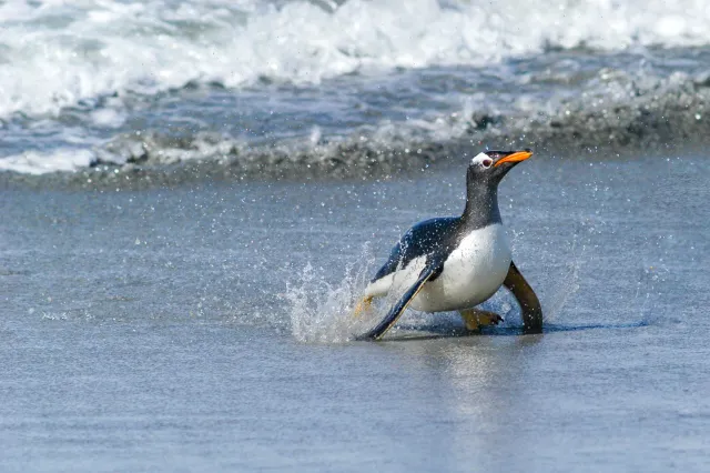 Gentoo penguins at Volunteer Point, Eastern Falkland