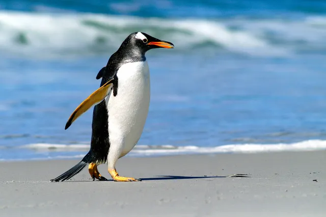 Gentoo penguins at Volunteer Point, Eastern Falkland