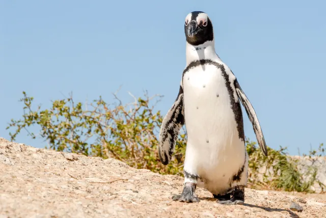 Brillenpinguine am "Boulders Beach" in Südafrika