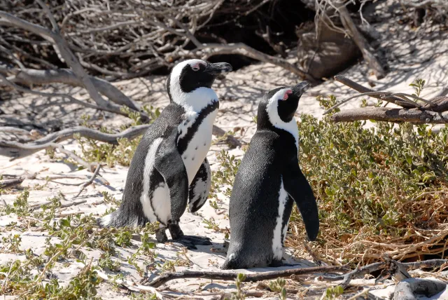 African penguins at "Boulders Beach" in South Africa