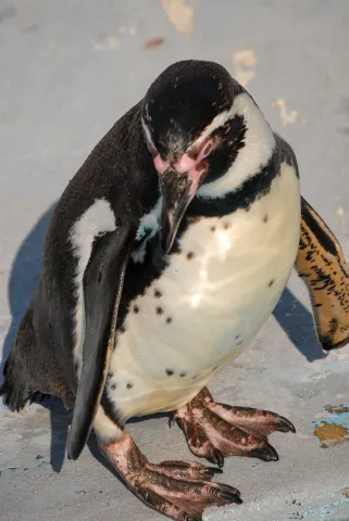 Humboldt penguin (With the kind permission of the Cologne Zoo)