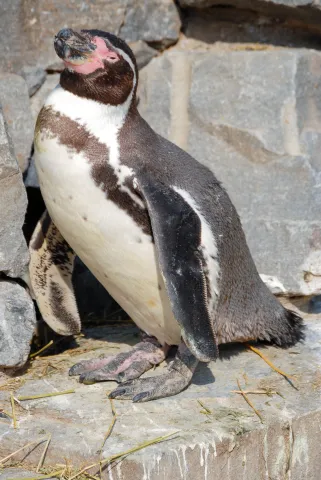 Humboldt penguin (With the kind permission of the Cologne Zoo)