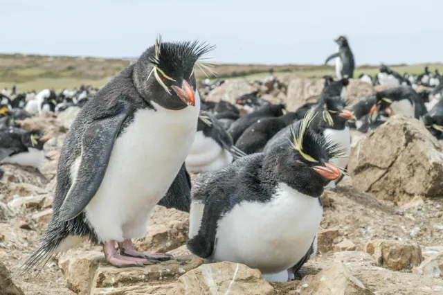 Die Felsenpinguinkolonie auf Pebble Island, eine der Falklandinseln