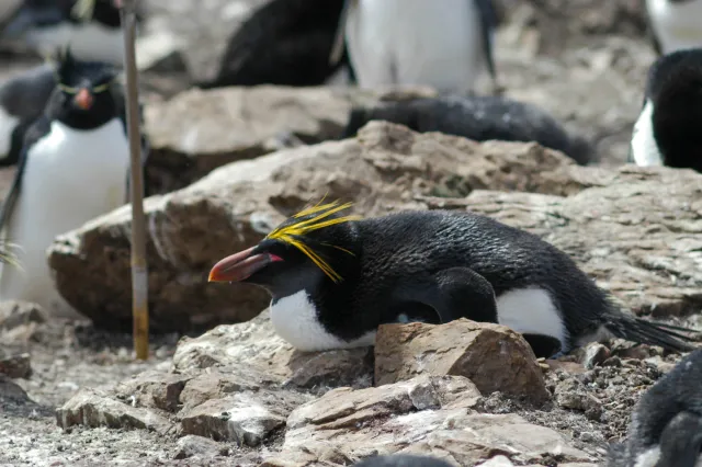 Goldschopfpinguine auf Pebble Island