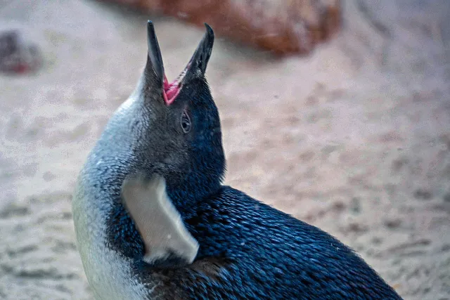 Zwergpinguin - mit freundlicher Genehmigung des Kölner Zoos