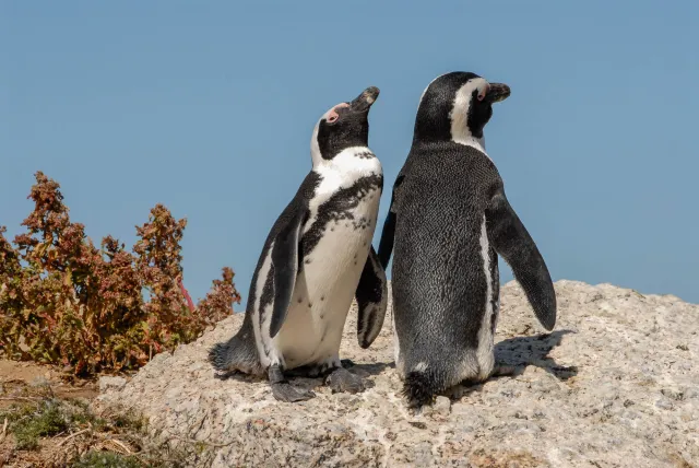 Brillenpinguine am "Boulders Beach" in Südafrika