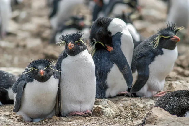 Die Felsenpinguinkolonie auf Pebble Island, eine der Falklandinseln