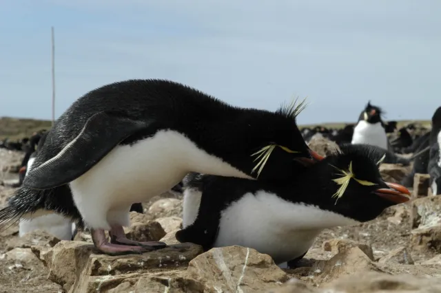 The rockhopper penguin colony on Pebble Island, one of the Falkland Islands