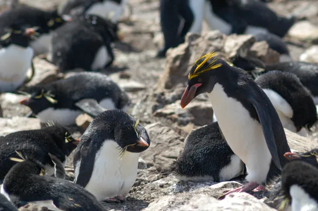 Goldschopfpinguine auf Pebble Island