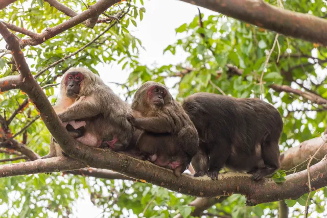 Macaque family with cub