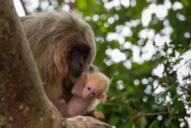 Macaque family with cub