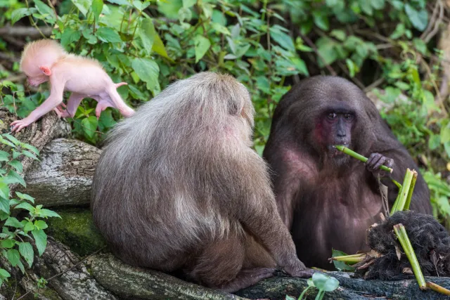 Macaque family with cub