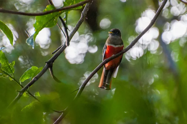 Bergtrogon im Urwald von Boquete, Panama