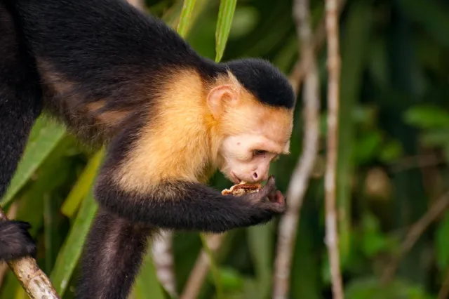 Panama-Kapuzineraffe am Panamakanal