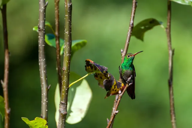 Rufous-tailed hummingbird in Boquete, Panama