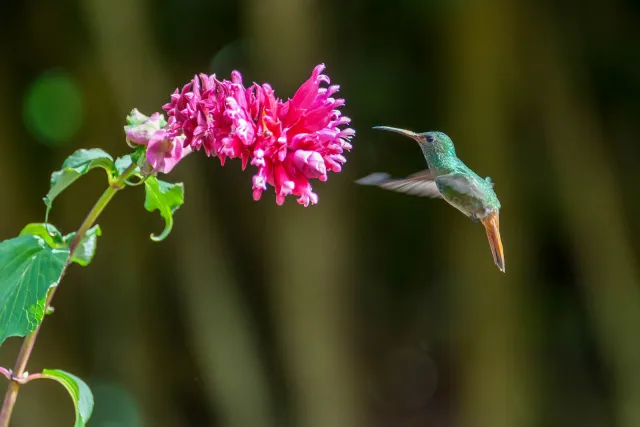 Rufous-tailed hummingbird in Boquete, Panama