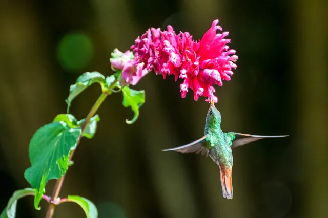 Rufous-tailed hummingbird in Boquete, Panama