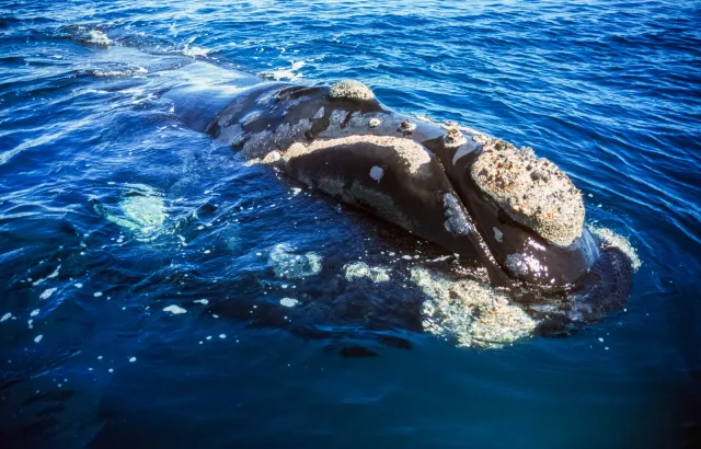 Whale watching in Piramides Bay, Valdes