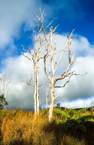 Scorched earth with tree skeleton