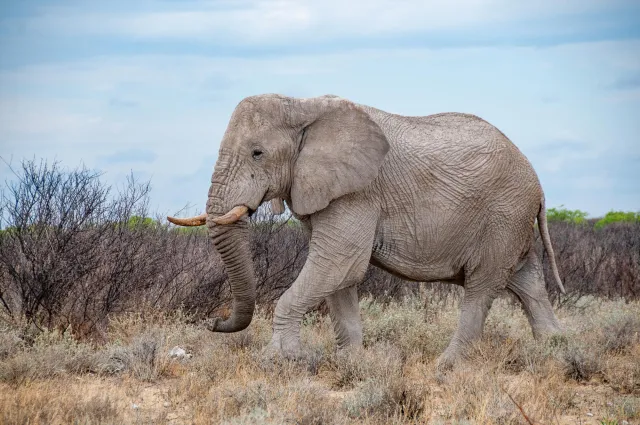 Elephants in Namibia