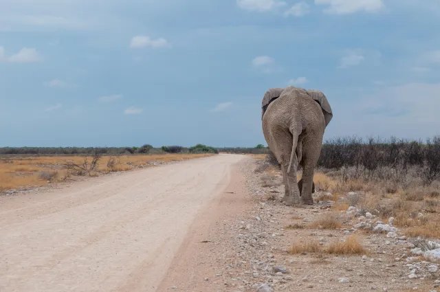 Elephants in Namibia