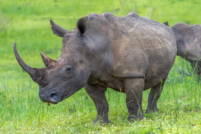 Breitmaulnashörner in Südafrika