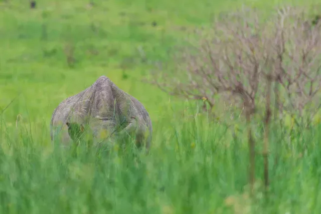 White rhinos in South Africa