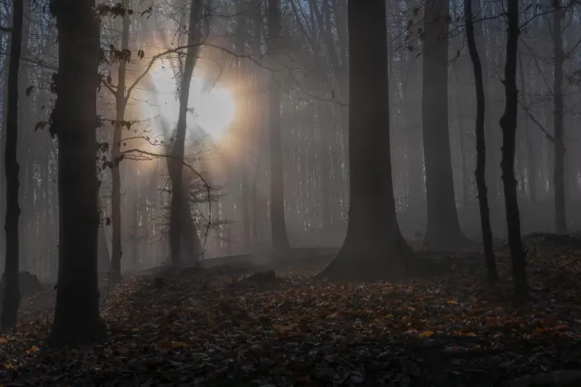 Sun and fog in the beech forest