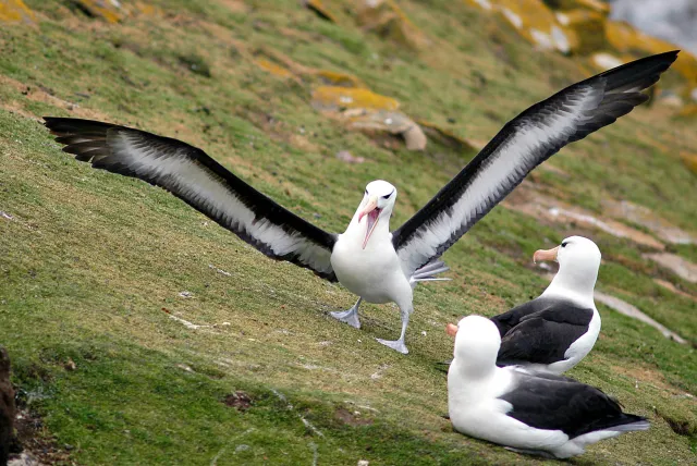 Black-browed albatrosses in the Falklands