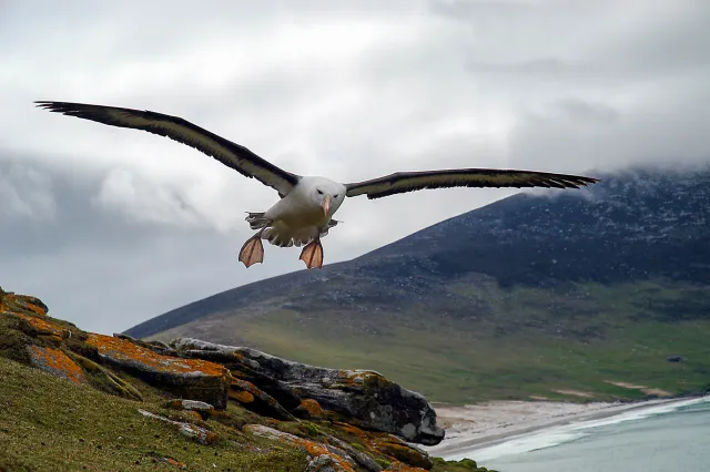 Black-browed albatrosses in the Falklands