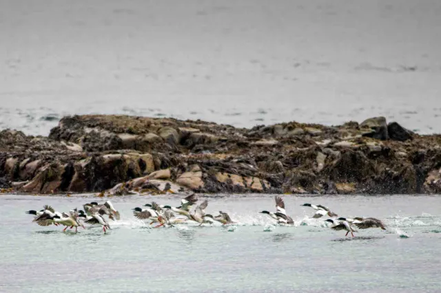 Gänsesäger (Mergus merganser) auf den Lofoten