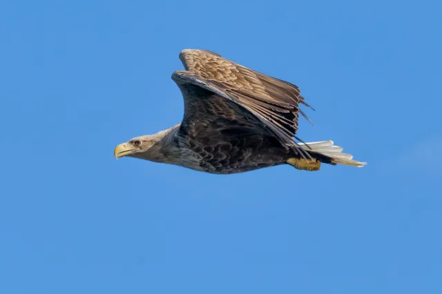 White-tailed eagles over the Trollfjord