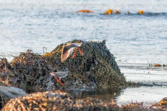 Redshank in "Action"