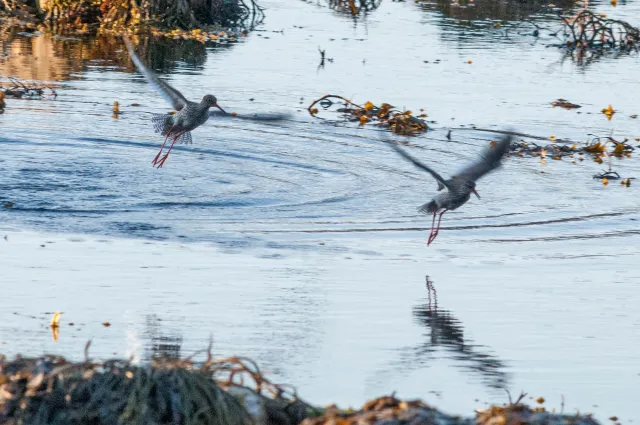 Redshank in "Action"