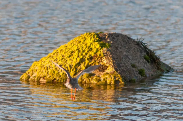 Redshank in Lofoten